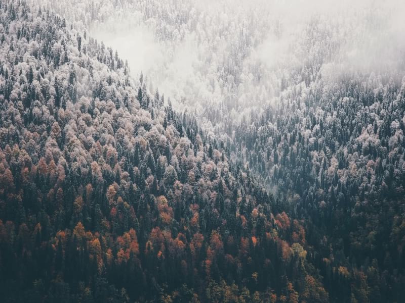 Fototapeta Wald im Nebel von oben