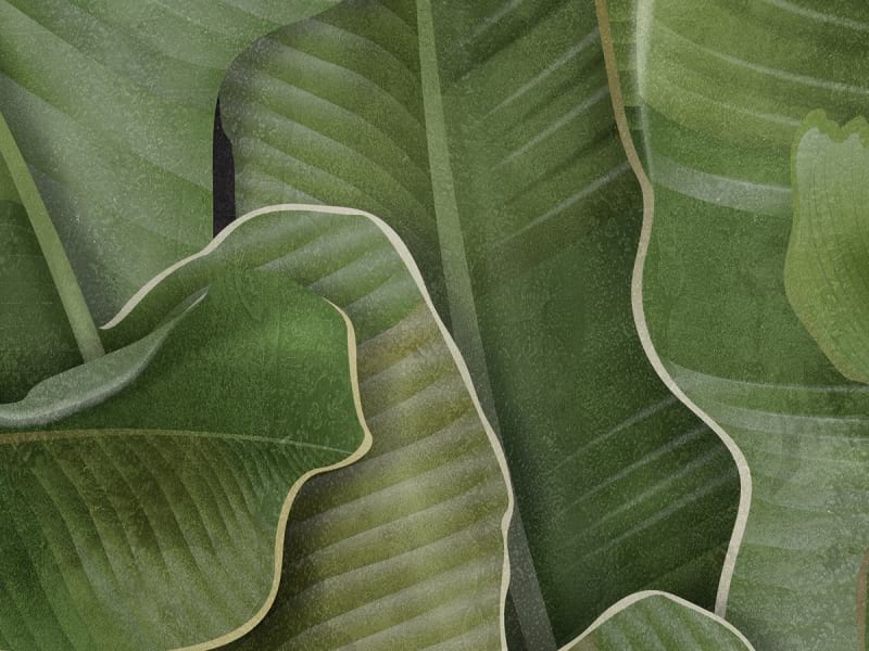 Fototapeta Bananenblätter auf dunklem Hintergrund fragment # 1