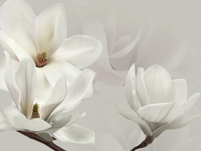 Fototapeta Weiße Magnolienblüten