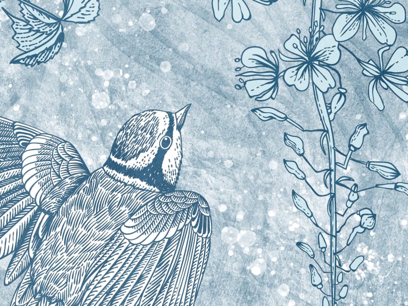 Fototapeta Hellblaue Blüten von oben fragment # 1