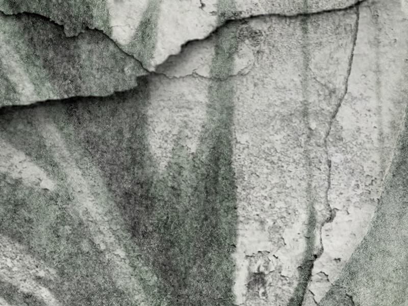 Fototapeta Blätter auf einer Betonwand fragment # 1