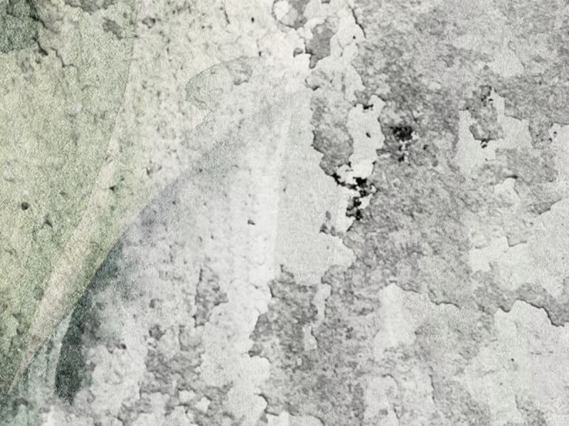 Fototapeta Blätter auf einer Betonwand fragment #2