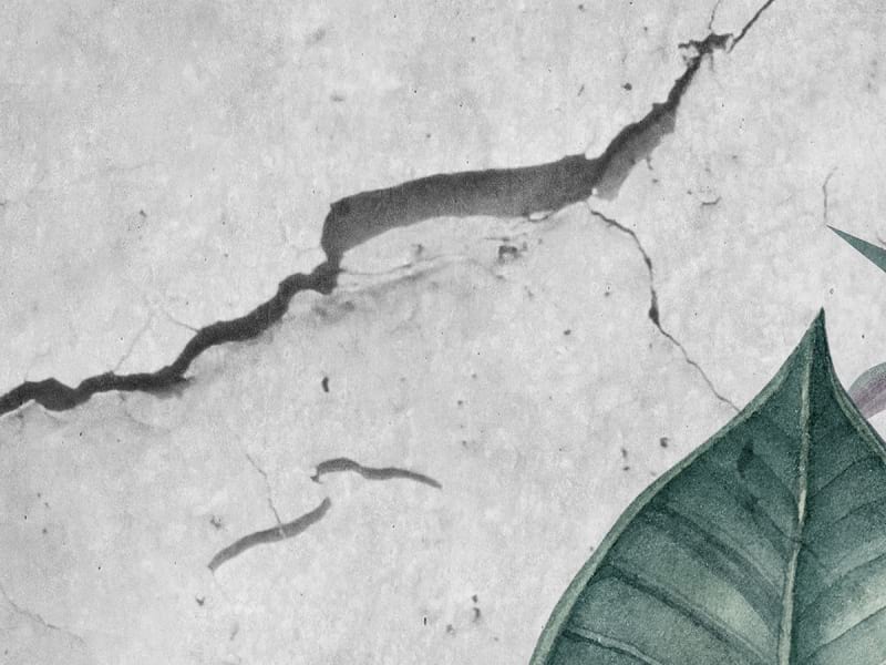Fototapeta Tropen auf einer Betonwand fragment #2
