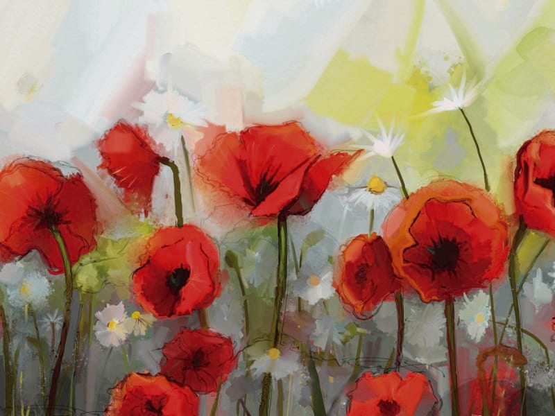 Fototapeta Rote Mohnblumen-Aquarell