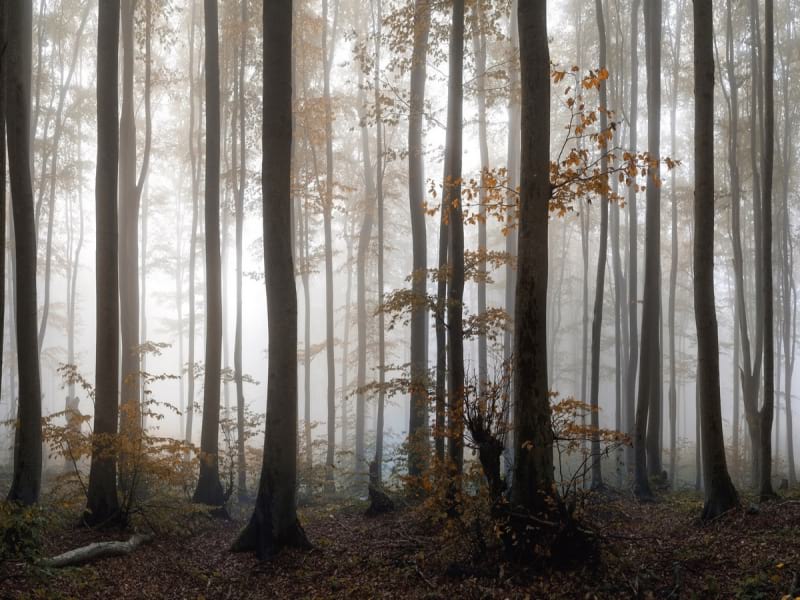 Fototapeta Morgen im Wald