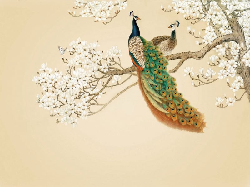 Fototapeta Pfauen und blühende Magnolien