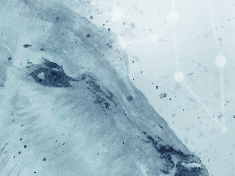 Fototapeta Türkisfarbene Bären fragment # 1