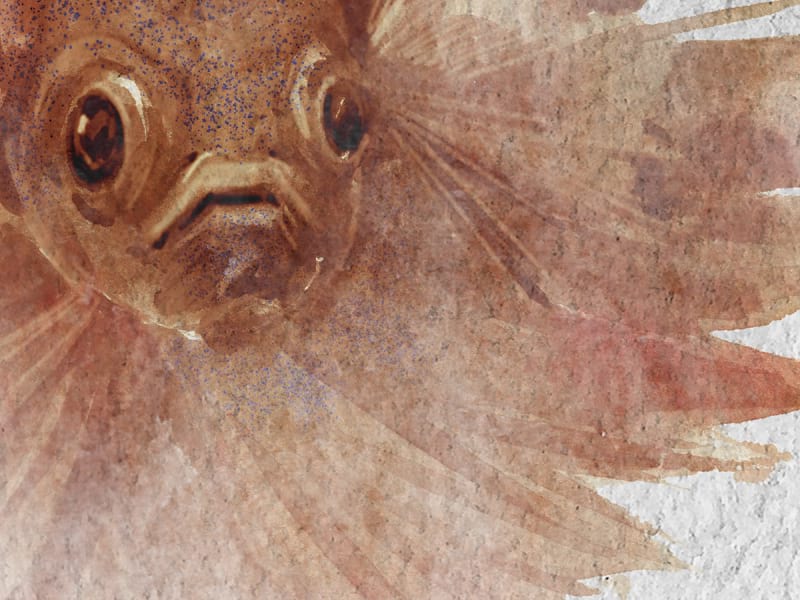 Fototapeta Hellbrauner Fisch fragment #2