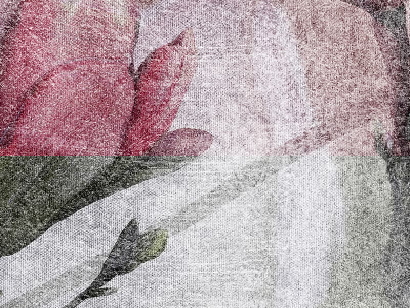 Fototapeta Blühende Magnolienblüten fragment # 1