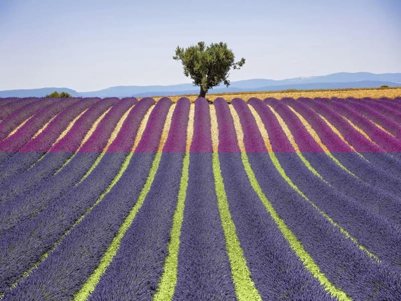Fototapeta Lavendel und Baum