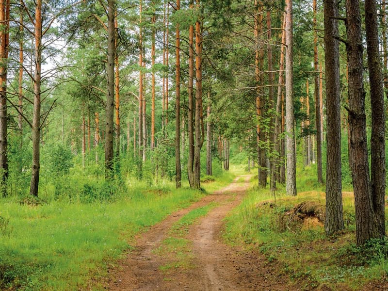 Fototapeta Straße in einem Nadelwald