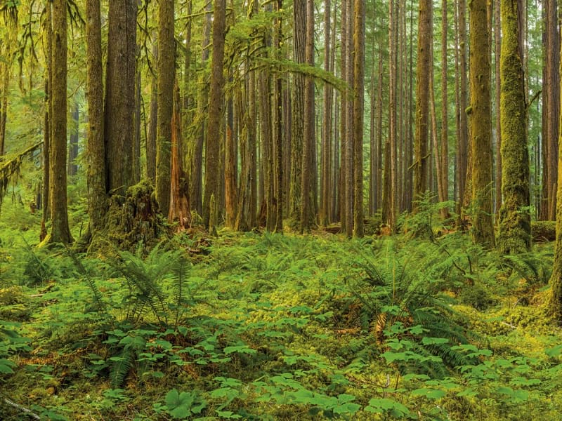 Fototapeta Dichter grüner Wald