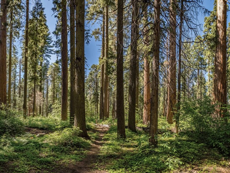 Fototapeta Sonniger Tag in einem Kiefernwald