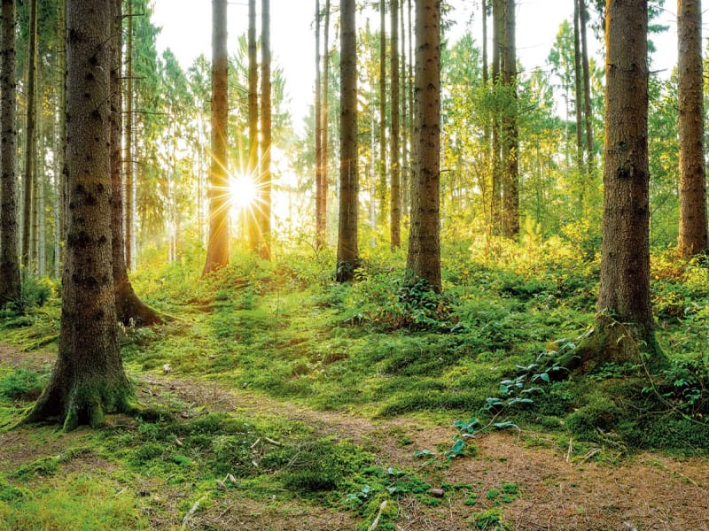 Fototapeta Morgenwald