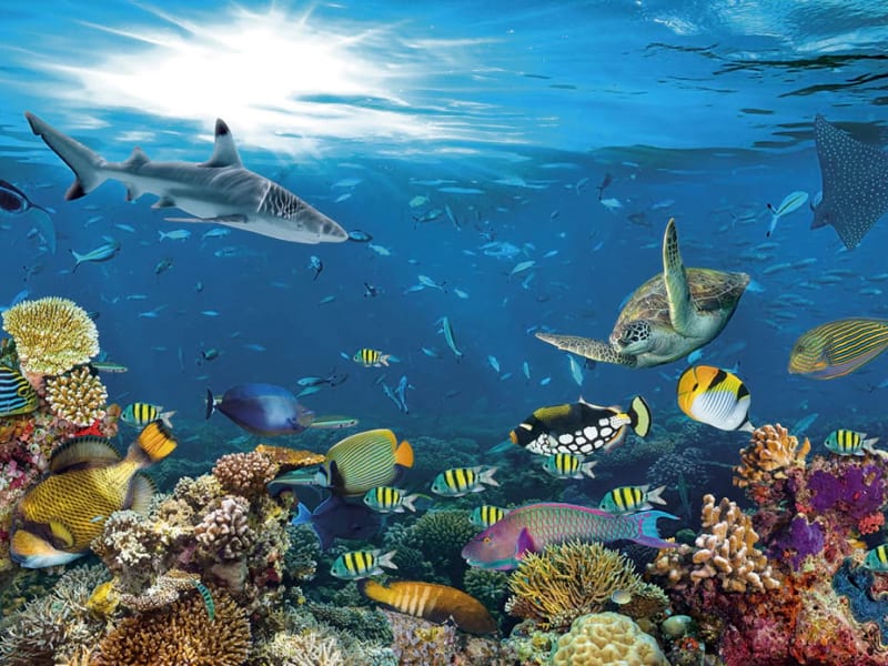 Fototapeta Fisch im Ozean