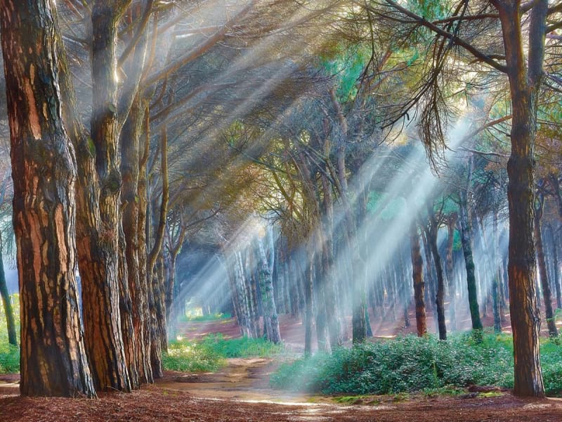 Fototapeta Urwald