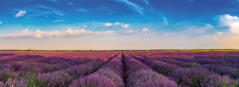 Fototapeta Mit Lavendel übersätes Feld