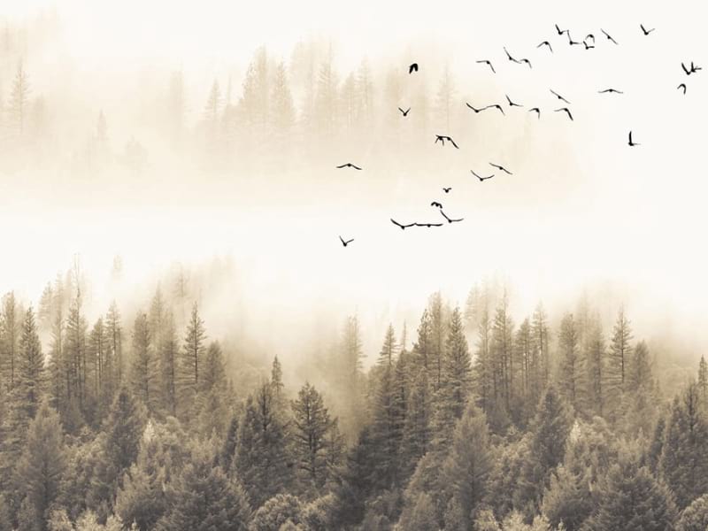 Fototapeta Vögel über dem nebligen Wald