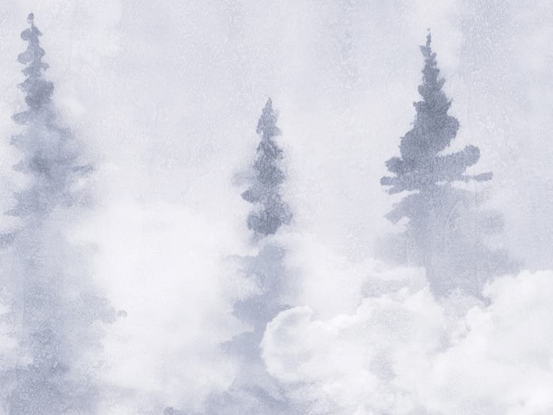 Fototapeta Nebel in einem Kiefernwald fragment #2