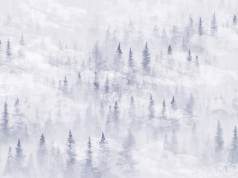 Fototapeta Nebel in einem Kiefernwald
