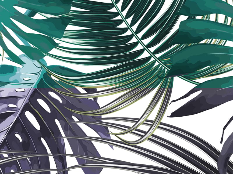 Fototapeta Grüne Monstera-Blätter fragment # 1