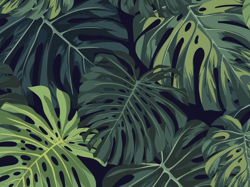 Fototapeta Monstera-Blätter auf dunklem Hintergrund fragment # 1