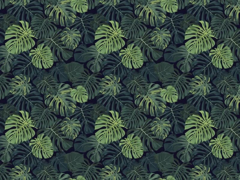 Fototapeta Monstera-Blätter auf dunklem Hintergrund