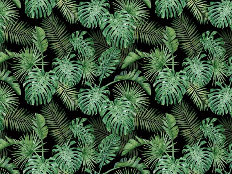 Fototapeta Smaragdgrüner Regenwald
