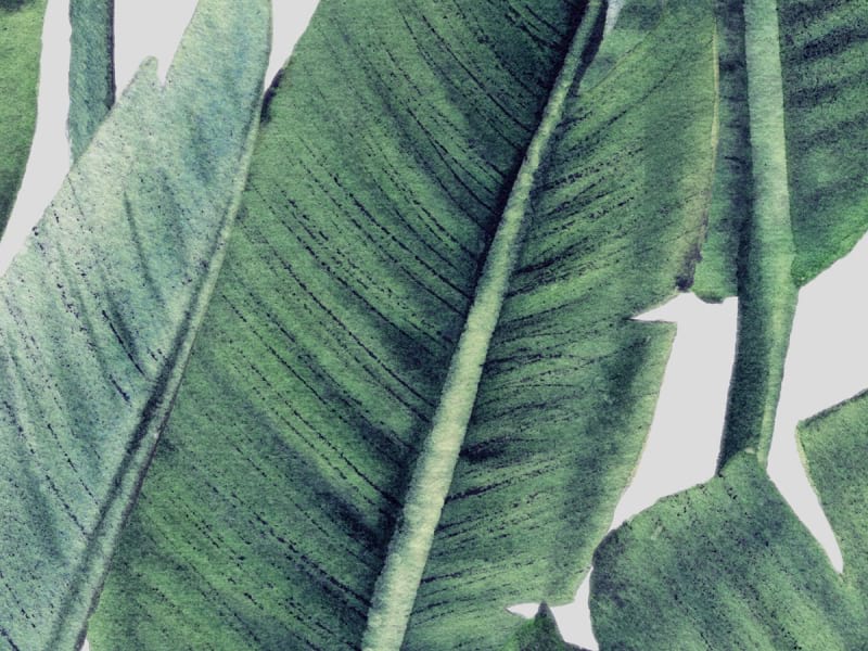 Fototapeta Tropisches Laub fragment # 1