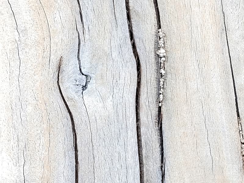 Fototapeta Querschnitt des Baumes fragment # 1