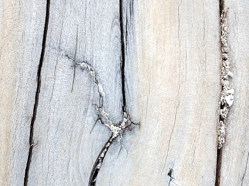 Fototapeta Querschnitt des Baumes fragment #2