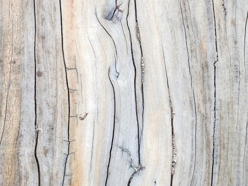 Fototapeta Querschnitt des Baumes