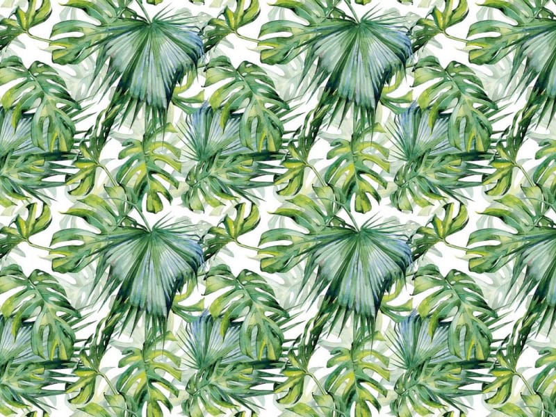 Fototapeta Hellgrüne Monstera-Blätter