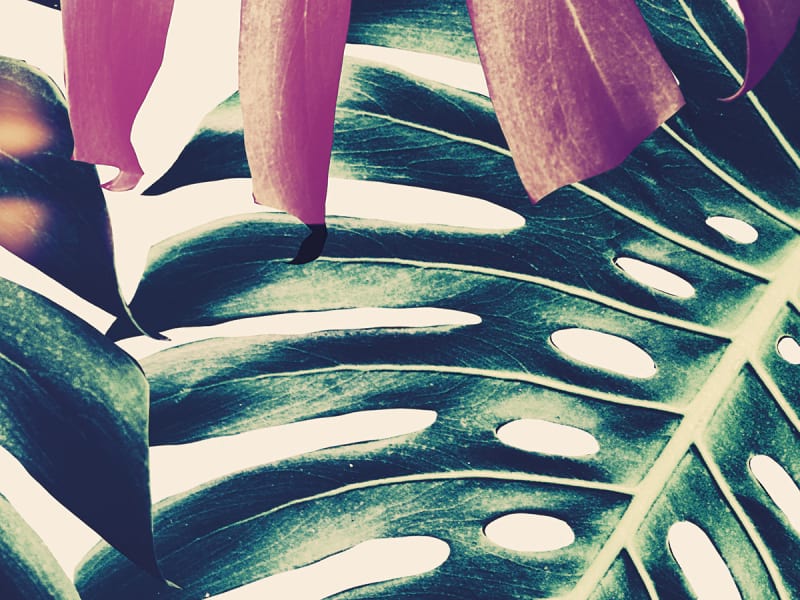 Fototapeta Monstera-Blätter-Muster fragment # 1
