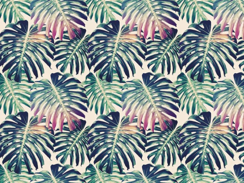 Fototapeta Monstera-Blätter-Muster