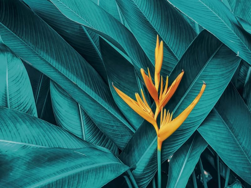 Fototapeta Bunte Blumen und Blätter