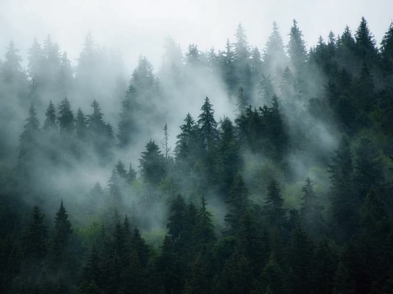 Fototapeta Dämmerungswald im Nebel