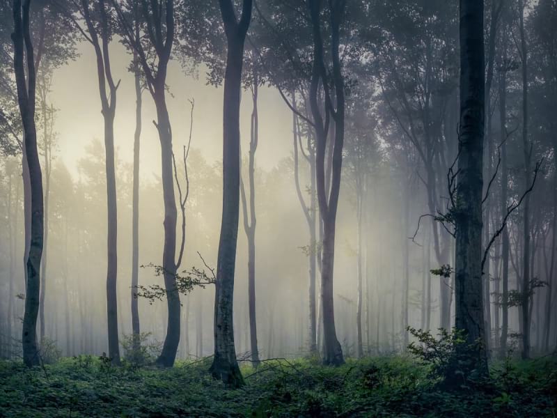 Fototapeta Wald im Nebel