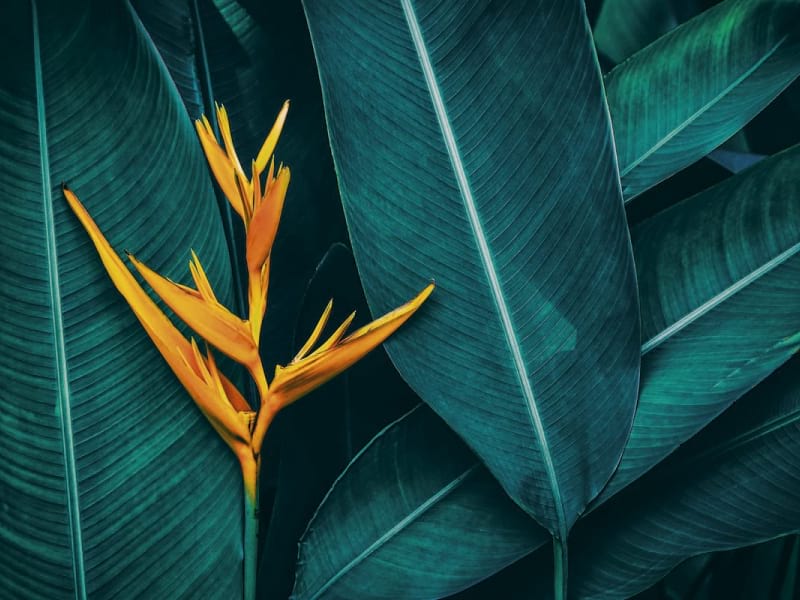 Fototapeta Schöne Blume in den Tropen