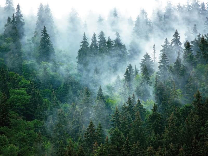 Fototapeta Weihnachtsbäume im Nebel