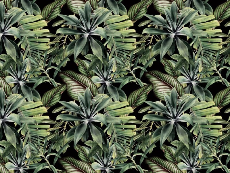 Fototapeta Tropische Fantasie