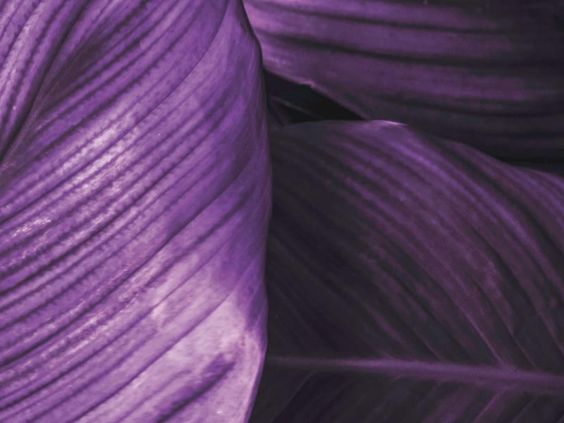 Fototapeta Violettes Laub fragment # 1