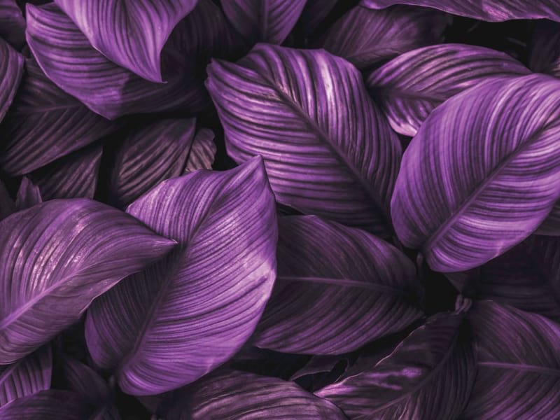 Fototapeta Violettes Laub