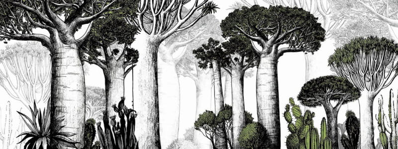 Fototapeta Allee der Baobabs