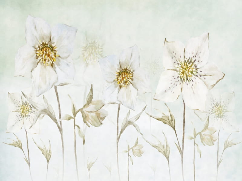 Fototapeta Morgenblumen