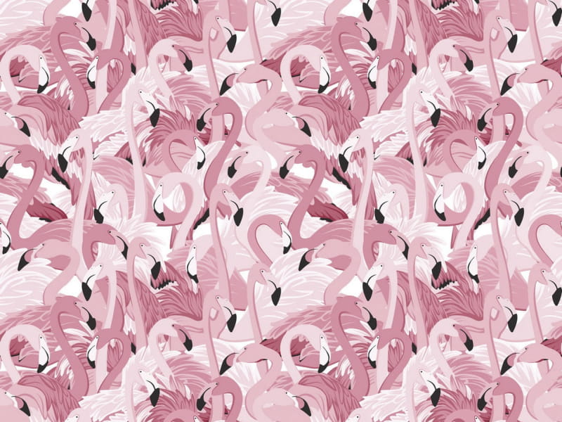 Fototapeta Schwarm Flamingos