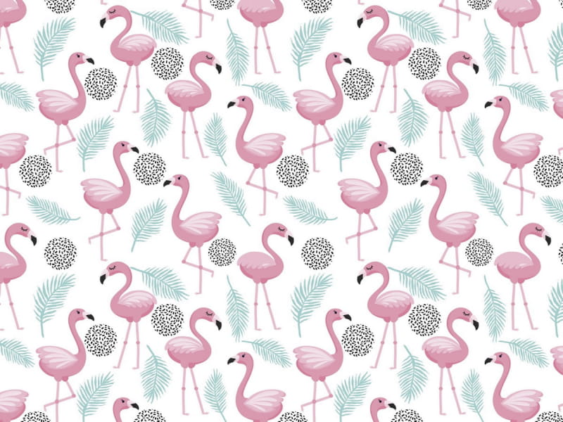 Fototapeta Schwarm rosa Flamingos