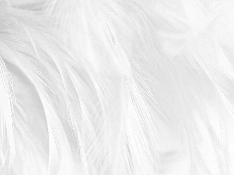 Fototapeta Flauschige weiße Federn