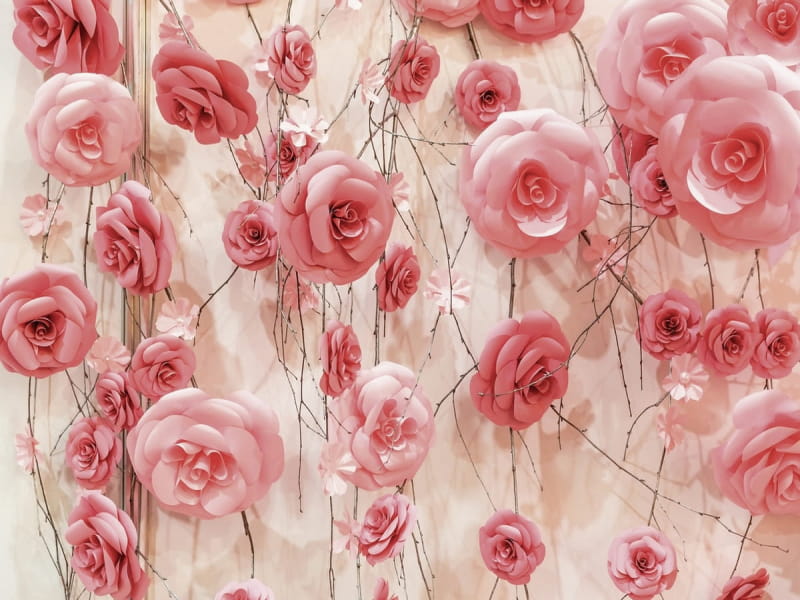 Fototapeta Wand aus Puderrosen