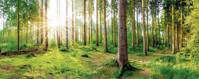 Fototapeta Waldfrische